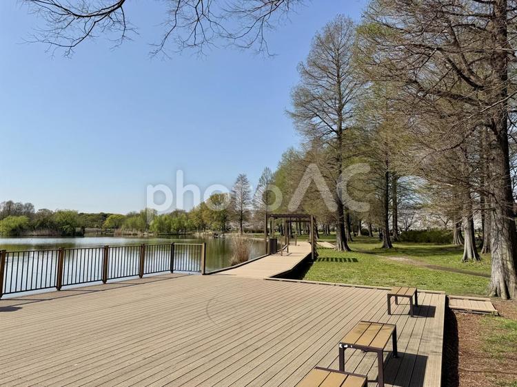 春の舎人公園 針葉樹,イチョウ,湖の写真素材