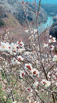 峡谷の梅 峡谷の梅の写真
