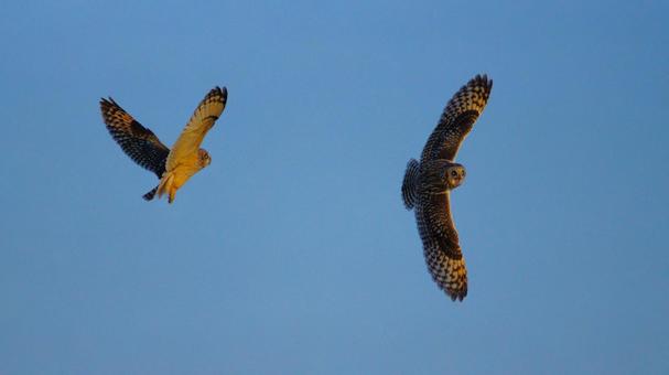 争うコミミズクたち 野鳥,コミミズク,フクロウの写真素材