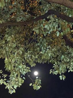 中秋の月 中秋の月の写真