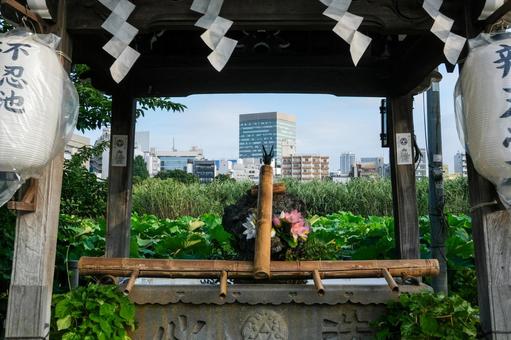不忍池の風景 上野,上野恩賜公園,不忍池の写真素材