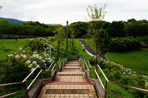 公園の階段 公園の階段 紫陽花,樹木,公園の写真素材