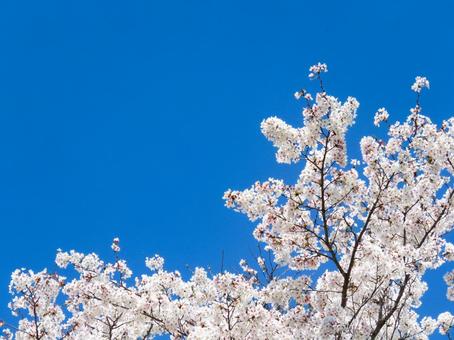 春イメージ〜満開の桜の木と青空 春イメージ〜満開の桜の木と青空 サクラ,花,空の写真素材