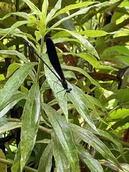 Butterfly dragonfly, JPG Butterfly dragonfly, JPG