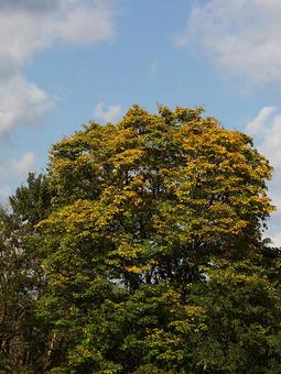 25年　新潟紅葉の写真