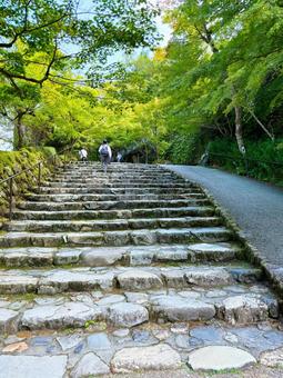 石段と青紅葉 風景,石段,道の写真素材