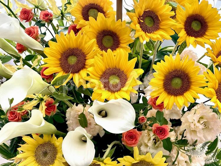 ひまわりのフラワーアレンジメント ヒマワリ,ストック,向日葵の写真素材