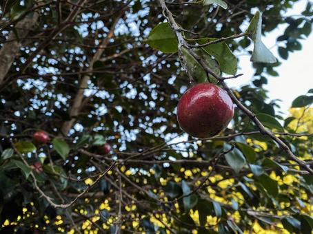 ヤブツバキの実 ヤブツバキの実の写真