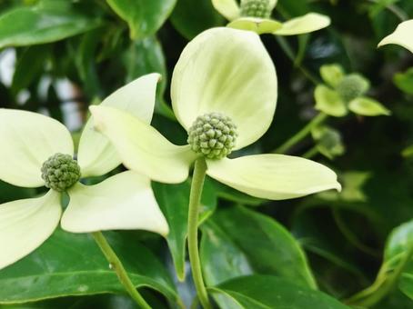 ヤマボウシの白い花が夏を知らせます ヤマボウシの白い花が夏を知らせますの写真
