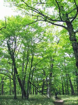 初夏の森の小道 森林浴,森林療法,小道の写真素材