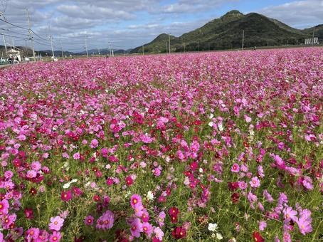 コスモス畑と山の写真