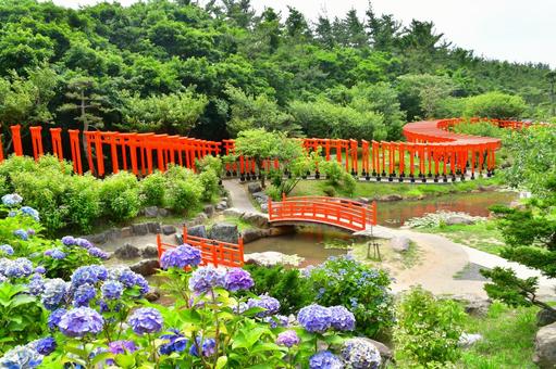 千本鳥居と紫陽花 千本鳥居と紫陽花の写真