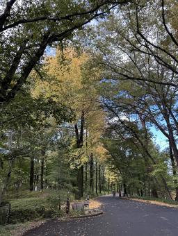 秋。紅葉。 自然,景色,秋の写真素材