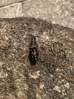 さなぎ さなぎ,蝶,ふ化の写真素材