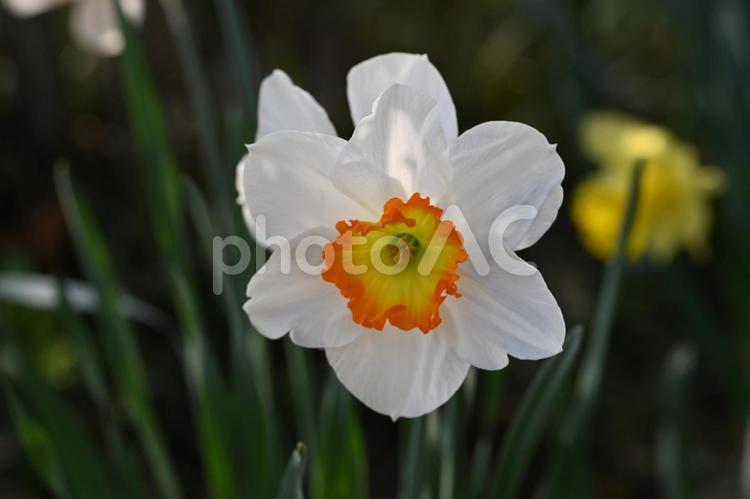 家の庭に咲いた水仙の花 スイセン,自然,色の写真素材