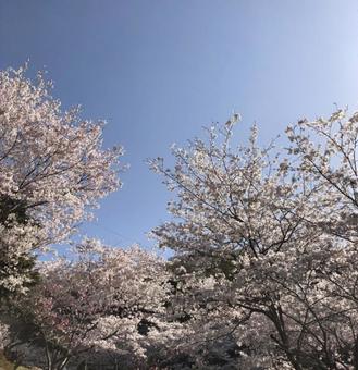 桜 桜の写真