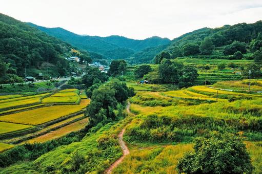 奈良県景観資産 明日香村の稲渕の棚田 明日香村,棚田,水田の写真素材