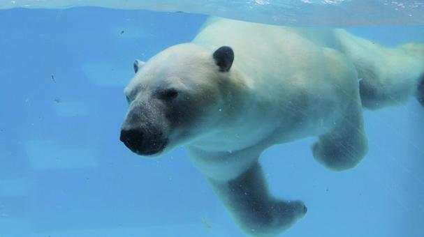 夏の動物園 泳ぐシロクマ 夏の動物園 泳ぐシロクマ シロクマ,ホッキョクグマ,白熊の写真素材