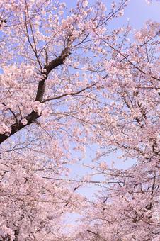 桜 桜の写真