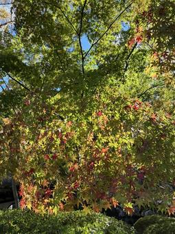 初紅葉 初紅葉,もみじ,紅葉の写真素材