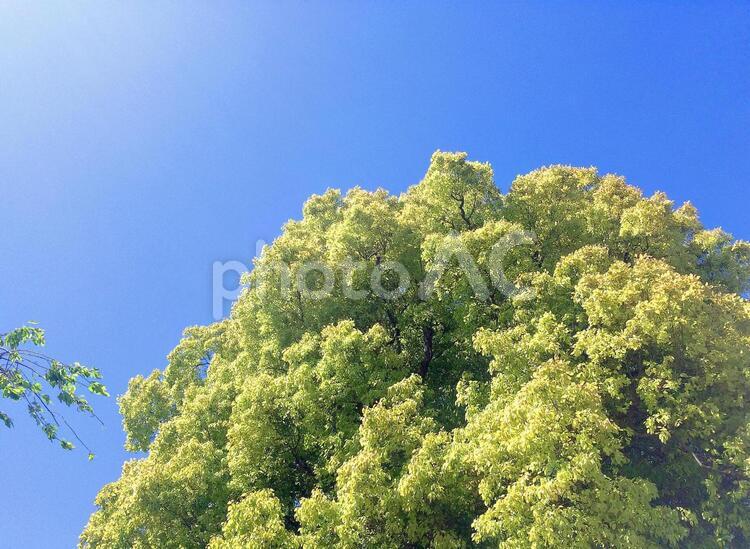 樹木 樹木,青空,日差しの写真素材