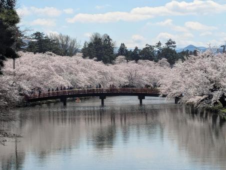 弘前の桜　０１ 弘前,桜,湖の写真素材