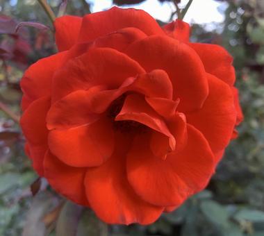 バラ　薔薇　花の写真