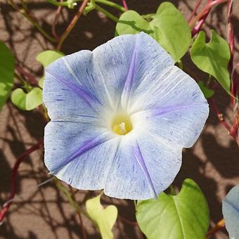 あさがお82  あさがお82  あさがお,セイヨウアサガオ,緑の写真素材