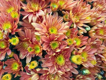 オレンジ色の菊の花が咲くクローズアップ オレンジ色の菊の花が咲くクローズアップ 菊,キク,オレンジの写真素材