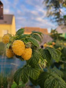 Yellow raspberries in the garden, JPG