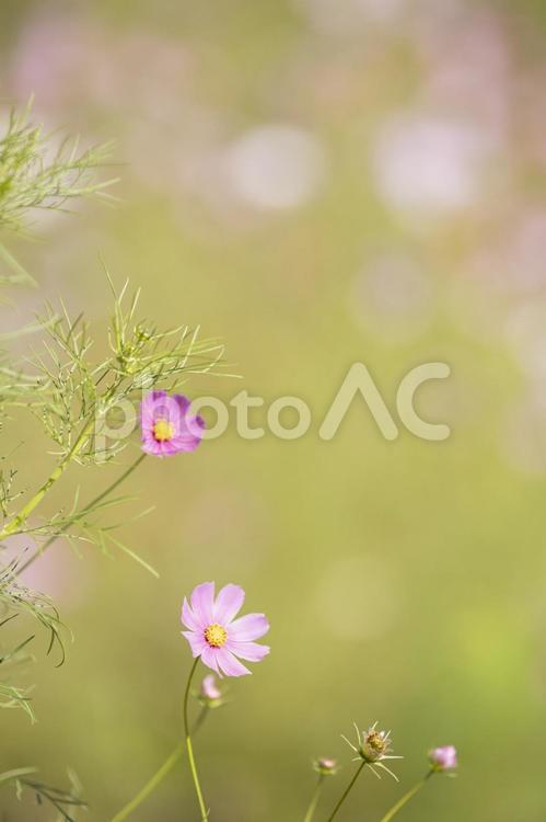 かわいいコスモスのある風景 コスモス,秋桜,可愛いの写真素材
