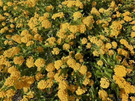 ランタナ 花 ランタナ 花の写真