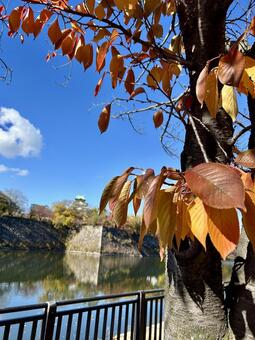 大阪城と紅葉 緑地公園,季節,花壇の写真素材