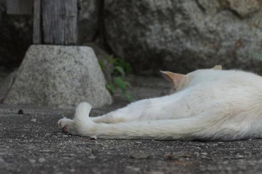 ねこ ねこ にゃんこ,可愛い,野良猫の写真素材