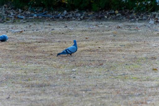 冬枯れの地面を歩くドバト 冬枯れの地面を歩くドバトの写真
