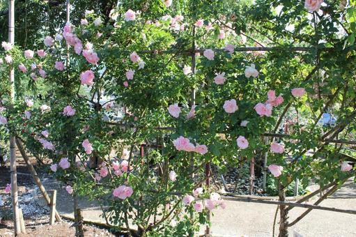 ばら167 ばら167の写真