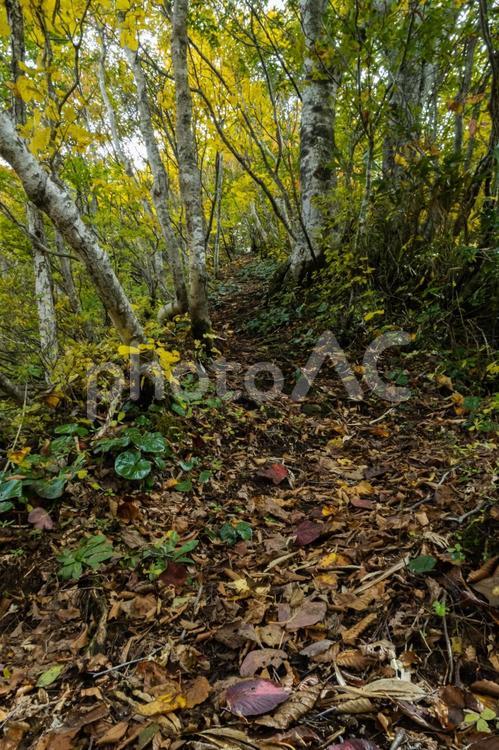 色づき始めた初秋の登山道 紅葉,初秋,木々の写真素材
