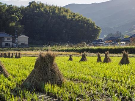 秋陽に並ぶ稲の塔 稲刈り後,稲わら,稲束の写真素材
