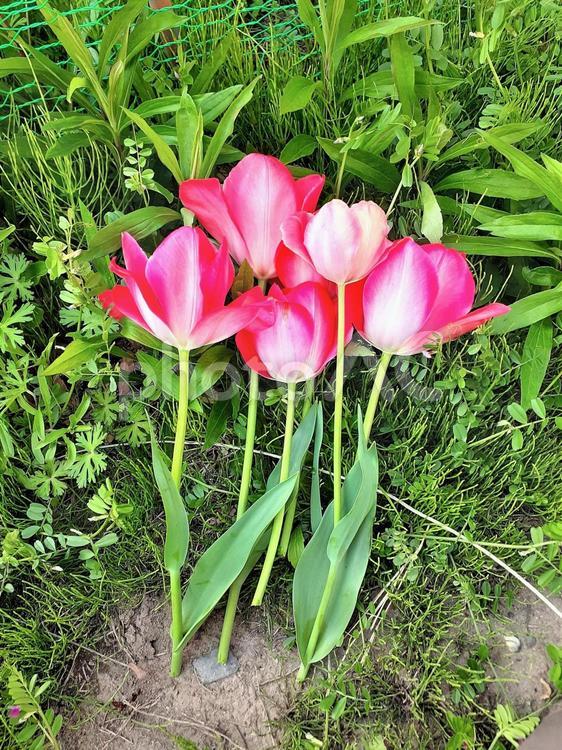 春の花＊真っ赤なチューリップ＊壁紙＊縦 チューリップ,花,赤の写真素材