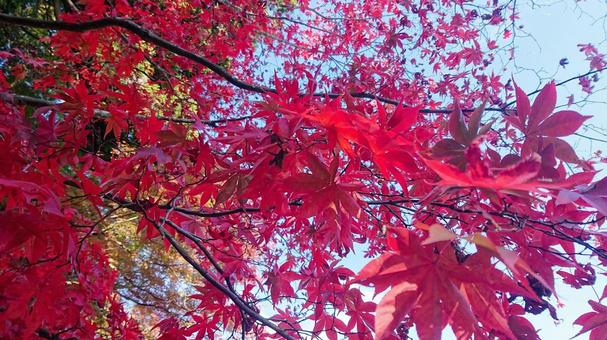 紅葉のトンネル 紅葉のトンネルの写真