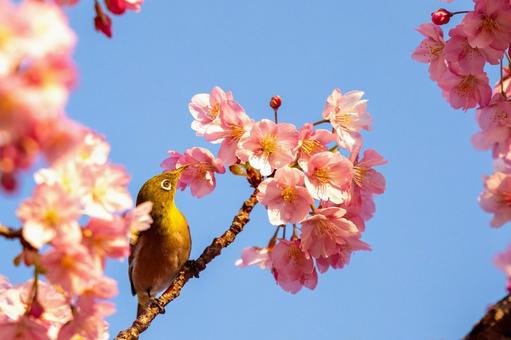 Cherry blossoms Japanese white-eye, JPG