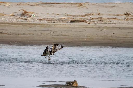 ミサゴ(34)の写真