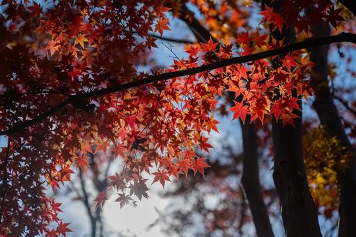 紅葉 紅葉 紅葉,植物,綺麗の写真素材