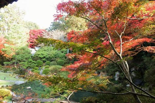 青蓮院門跡の紅葉 青蓮院門跡の紅葉 青蓮院門跡,紅葉,緑の写真素材