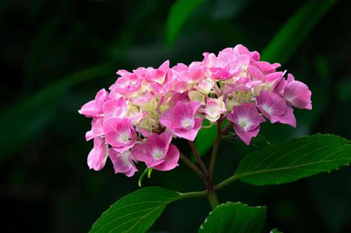 Hydrangea, JPG