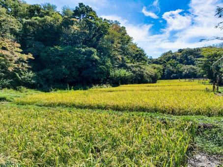稲穂の実る初秋の稲田 舞岡公園 稲穂の実る初秋の稲田 舞岡公園 稲田,稲穂,米作りの写真素材
