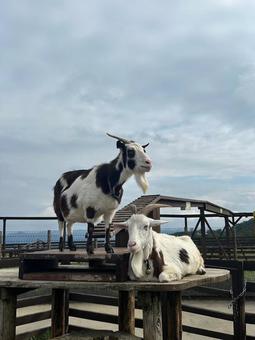 ヤギ ヤギの写真