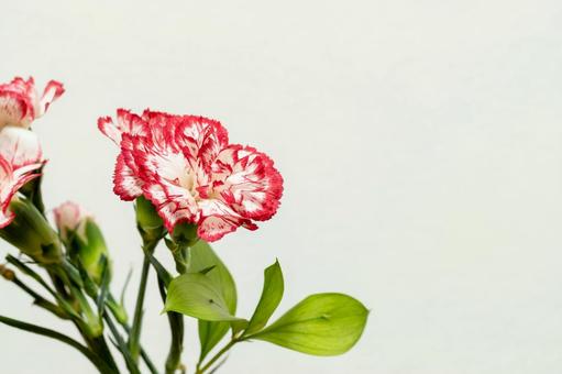 カーネーション 花,母の日,植物の写真素材