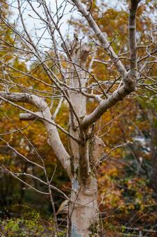 葉が全て散り剥き出しになった樹木 屋外,夏,枝の写真素材