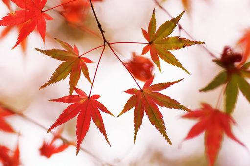 鮮やかな紅葉 鮮やかな紅葉の写真